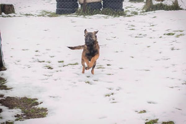 TASHA  Fröhliche junge Hündin sucht ihr Zuhause