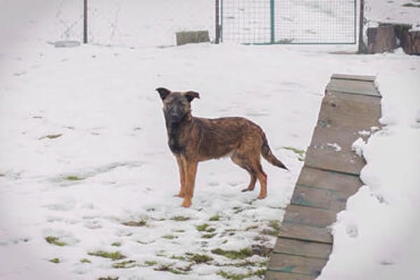 TASHA  Fröhliche junge Hündin sucht ihr Zuhause