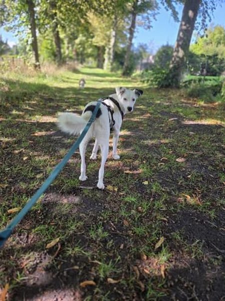 🐾 Lumpi  ein kleiner Gentleman mit großem Herzen ❤