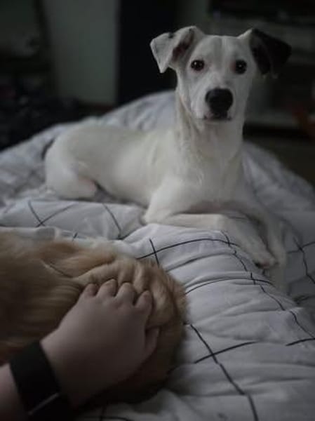 🐾 Lumpi  ein kleiner Gentleman mit großem Herzen ❤