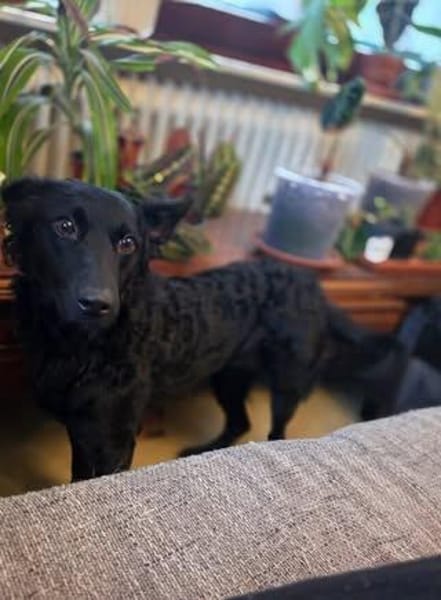 🐾❤ Blacky sucht ihre Menschen! ❤🐾