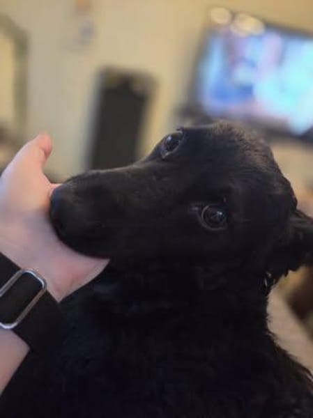 🐾❤ Blacky sucht ihre Menschen! ❤🐾