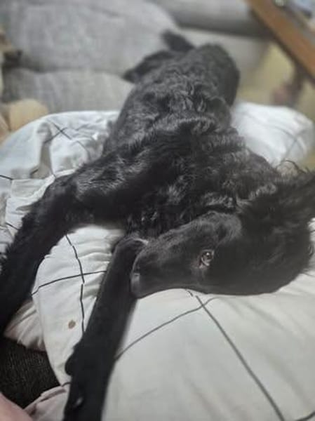 🐾❤ Blacky sucht ihre Menschen! ❤🐾