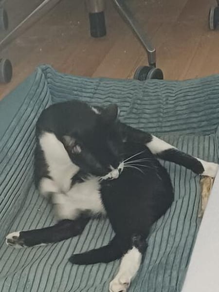 Soul ~ 1 Jahr such sein für immer zuhause