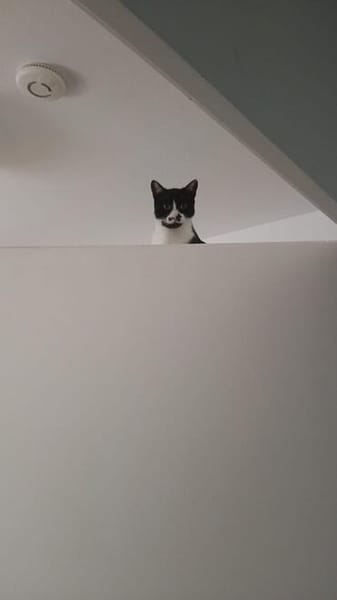 Soul ~ 1 Jahr such sein für immer zuhause