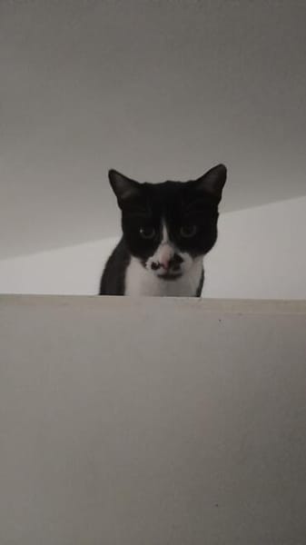 Soul ~ 1 Jahr such sein für immer zuhause
