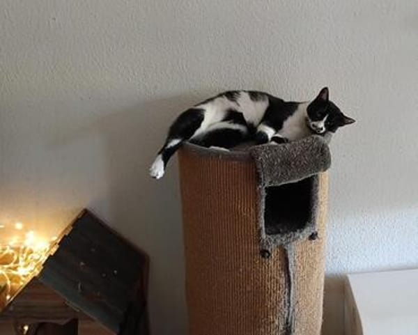Soul ~ 1 Jahr such sein für immer zuhause