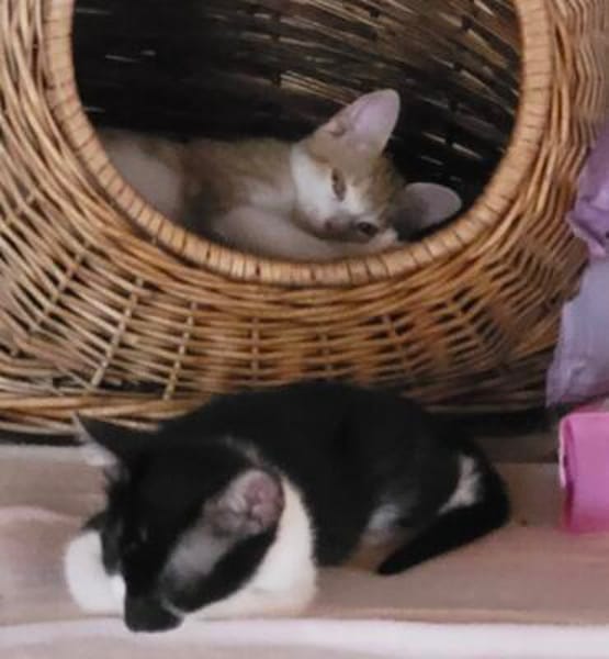 Missy und Molly suchen zu zweit