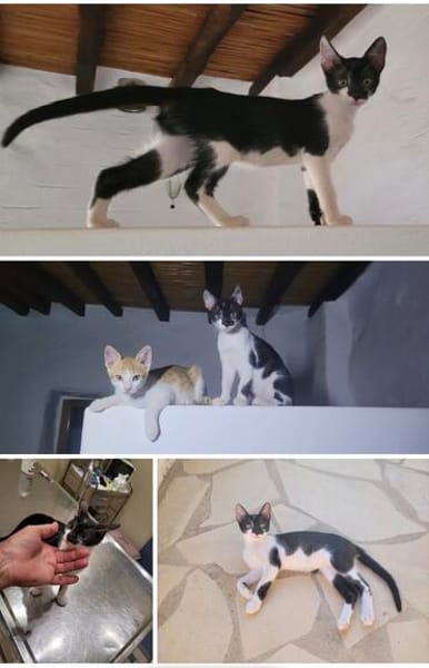 Missy und Molly suchen zu zweit