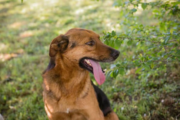 AKASCHA  Herzenshund sucht endlich sein Zuhause