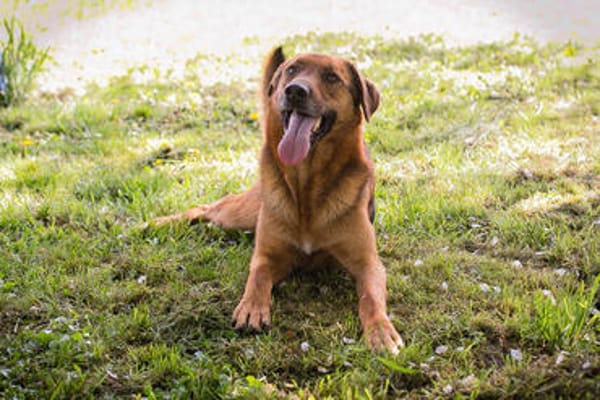 AKASCHA  Herzenshund sucht endlich sein Zuhause