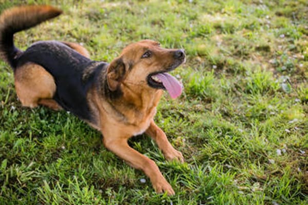 AKASCHA  Herzenshund sucht endlich sein Zuhause