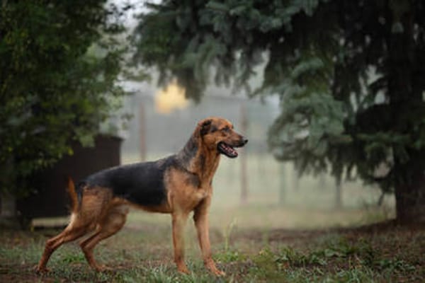 AKASCHA  Herzenshund sucht endlich sein Zuhause