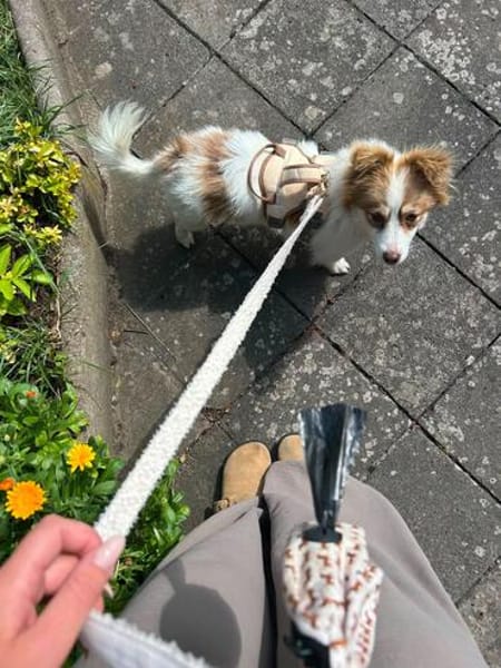 kleine Zaubermaus Foxy sucht ihr Glück