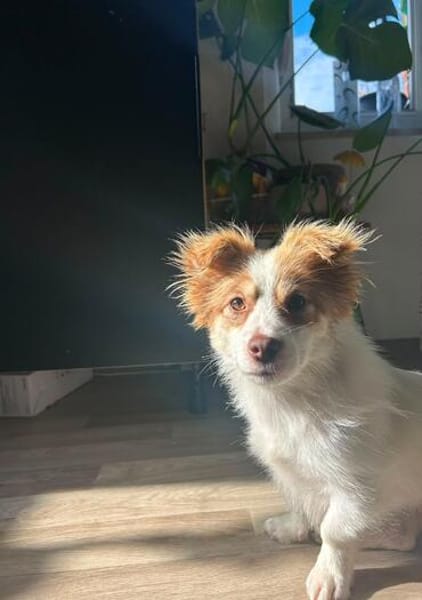 kleine Zaubermaus Foxy sucht ihr Glück