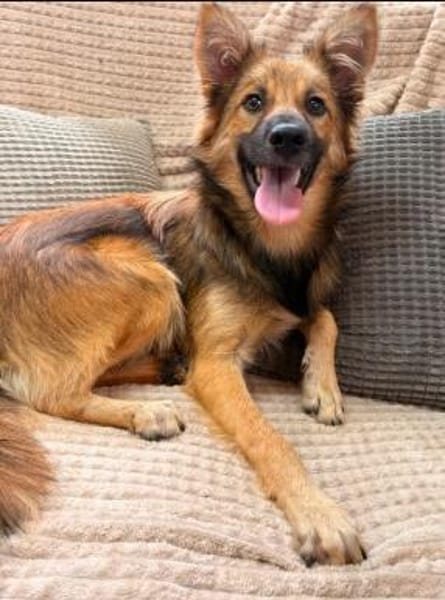 Harzerfuchsmix Benji sucht seine Menschen