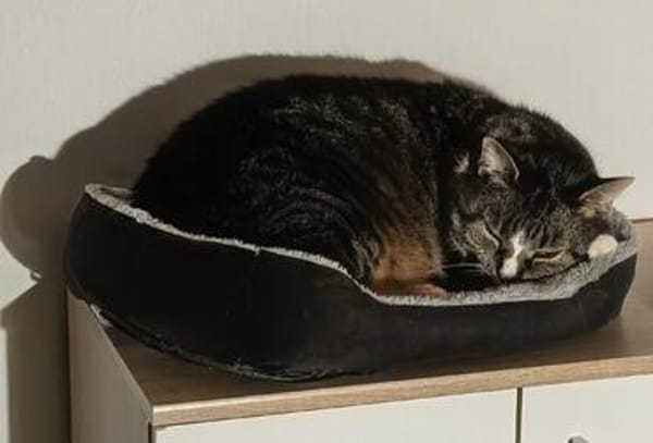 Sid sucht sein liebevolles Für-Immer-Zuhause