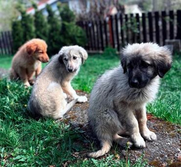 Trixi - Tolle, liebe Junghündin sucht Familie