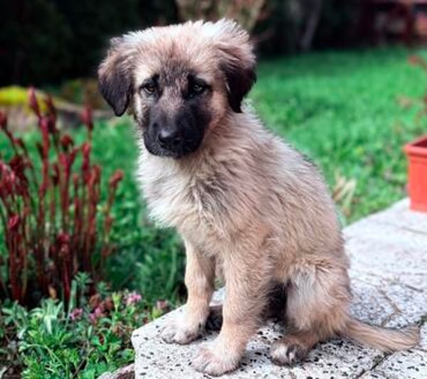 Trixi - Tolle, liebe Junghündin sucht Familie