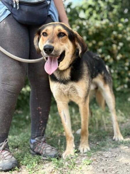 Nemo (Norvard) Freundlicher Herzenshund