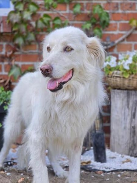 Bella  eine sanfte Hündin sucht ihr Zuhause