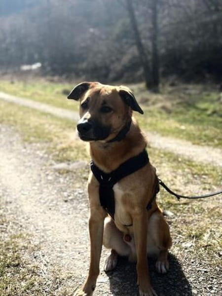 Potti  sportlicher Mischling