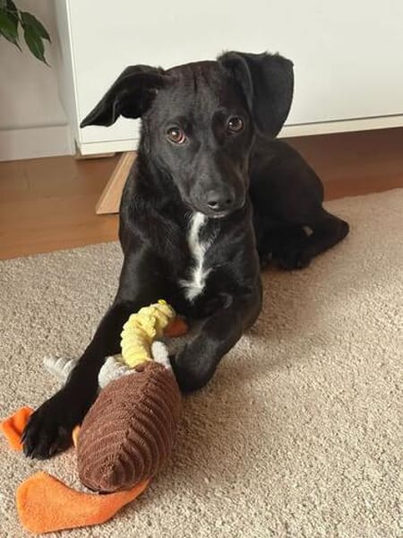 🐾❤ Molli sucht ihr Für-immer-Zuhause! ❤🐾