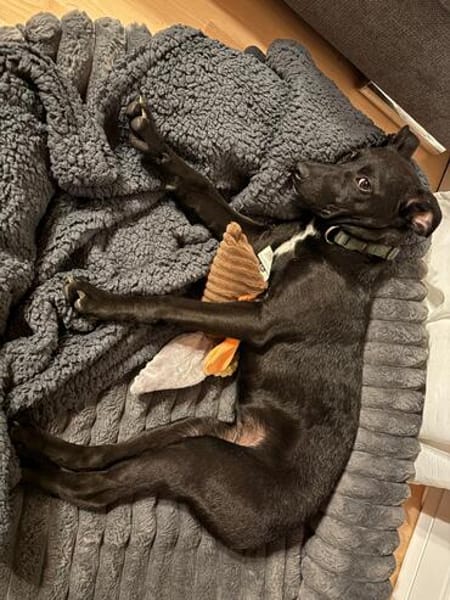 🐾❤ Molli sucht ihr Für-immer-Zuhause! ❤🐾