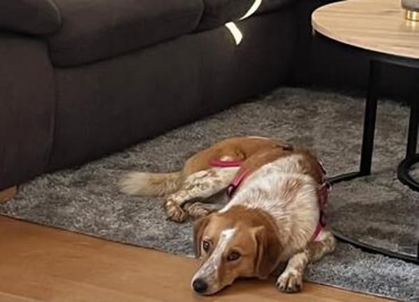 💕 Lisa sucht ihr Glück 💕