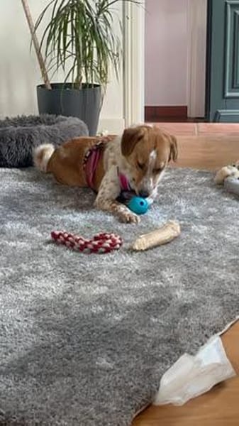 💕 Lisa sucht ihr Glück 💕
