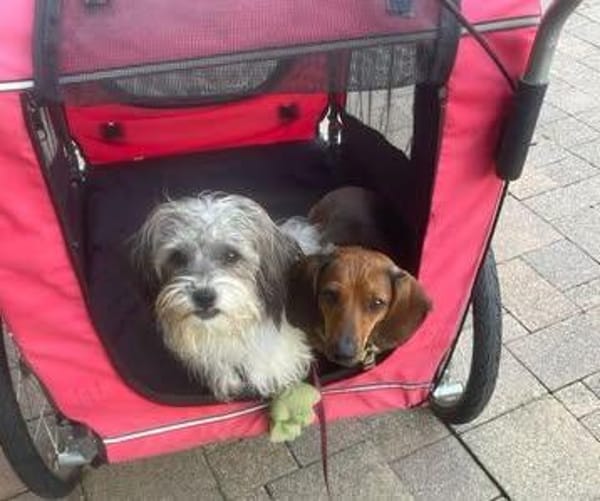 Elika hat ein freundliches Wesen und ist stets gut gelaunt