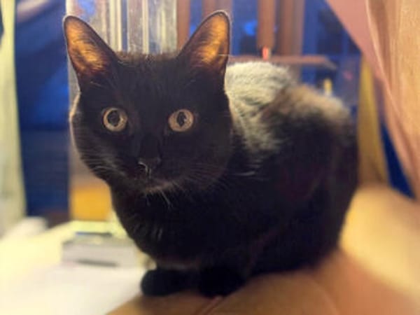 Nora sucht liebevolles Zuhause