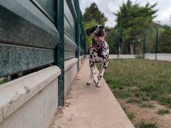 PONGO