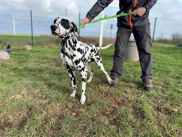 PONGO