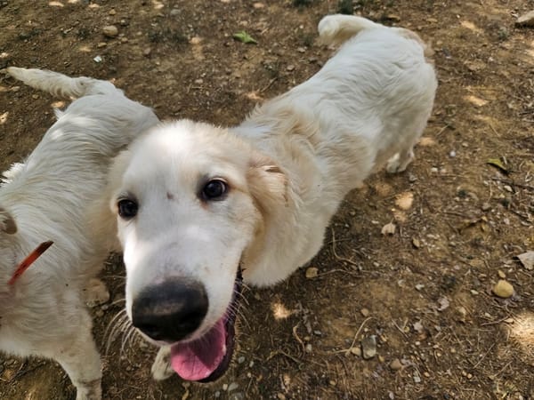 SNOW (en cours d'adoption)