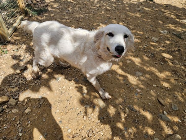 NALA "en cours d'adoption"