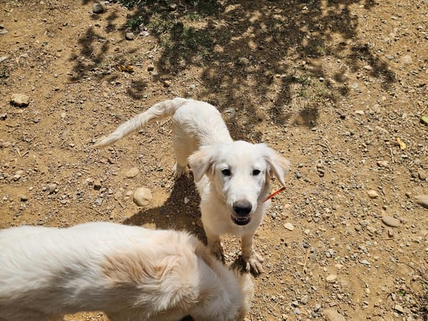Bronx (en cours d'adoption)
