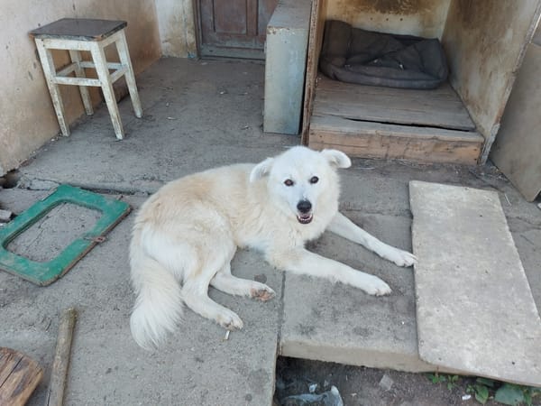 SAMMY