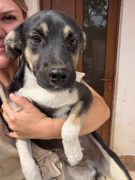 CHICO