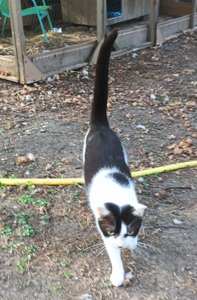 ELIA  A l'adoption