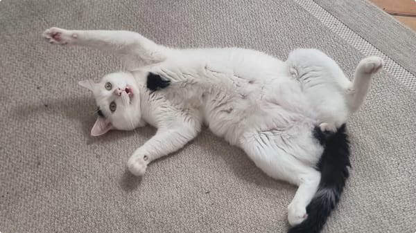 Milo
