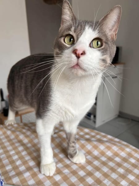Miaouss