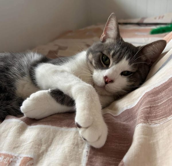 Miaouss