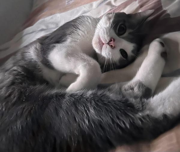 Miaouss