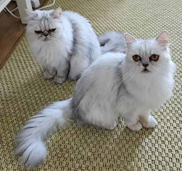 ZYNA ET AZRA