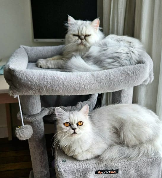 ZYNA ET AZRA