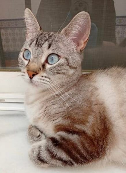 anhängliche Cleo