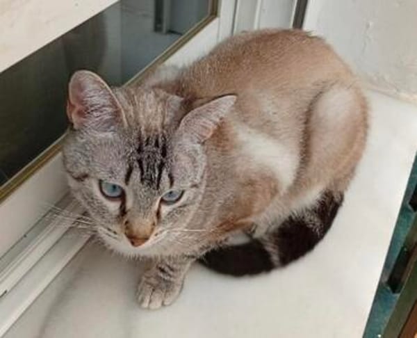 anhängliche Cleo