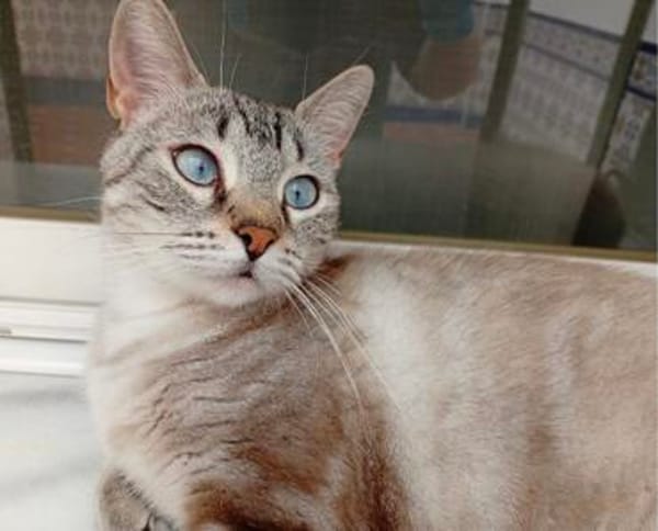 anhängliche Cleo