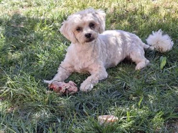 Pufy wartet in 93086 Wörth